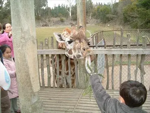 キリンにえさやりをしている男の子