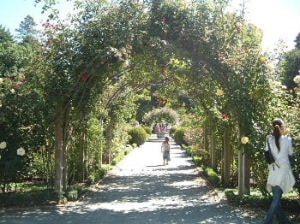 クライストチャーチ植物園のバラ園