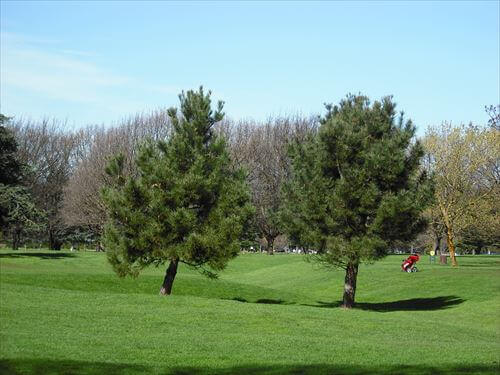 クライストチャーチ中心部になる Hagley  Golf Club ハグレーパークのゴルフ場