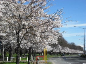 ハグレーパークの桜並木　クライストチャーチ