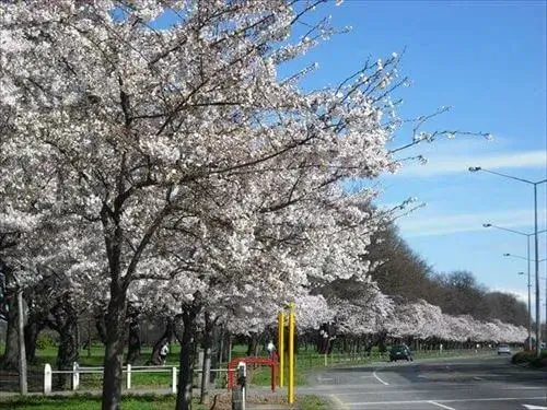 9月に満開になるクライストチャーチのハグレーパーク北側の桜並木