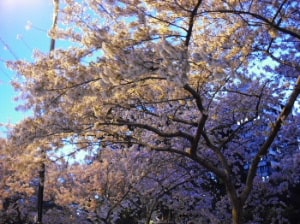 エイボン川沿いの夜桜