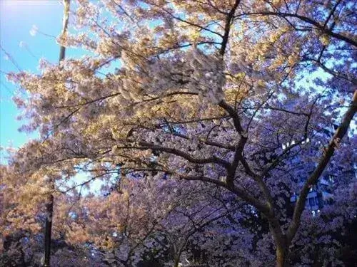クライストチャーチ街中を走るエイボン川沿いの夜桜(9月)