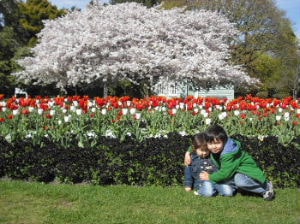 クライストチャーチ植物園の10月の桜