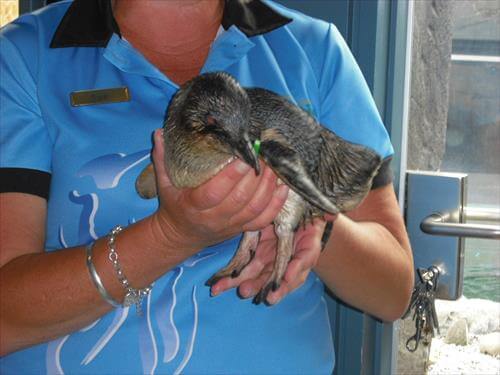 世界最小ブルーペンギンを持っている女性