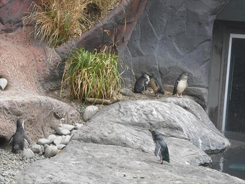 南極センターで保護飼育されている世界最小ブルーペンギン