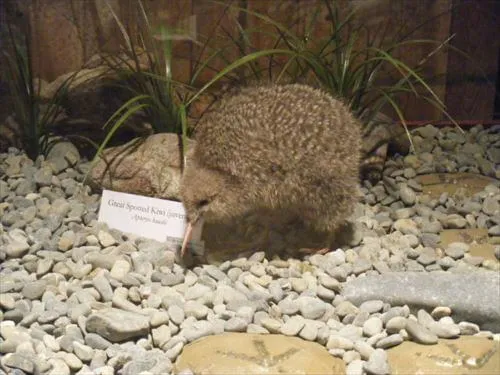 ウィロウバンク動物公園にあるニュージーランドにしか生息しないキーウィの剥製（写真 by Ayano）