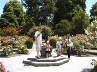 1月に満開になるクライストチャーチ植物園内のバラ園でのローソンファミリー 夏のクライストチャーチ植物園内のバラ園