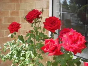 ホームステイ先の家の前に咲く真っ赤な大きな５本のバラの花