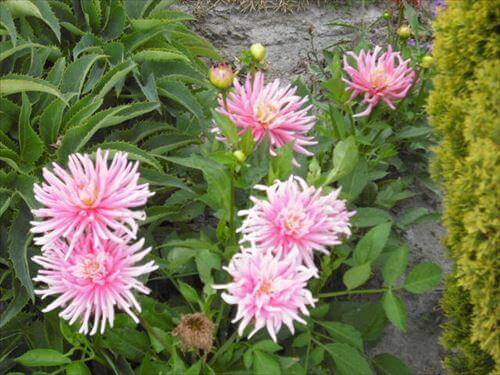 お花に囲まれるクライストチャーチの夏、ピンクの花