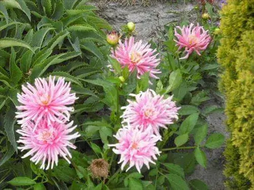 お花に囲まれるクライストチャーチの夏１月に咲くピンクのかわいい花