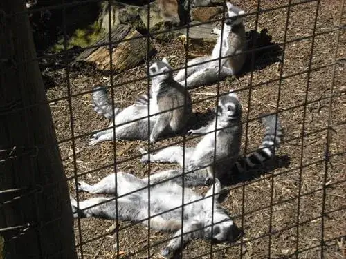 ウィロウバンクにいるみんなでひなかぼっこ、かなりリラックスしたキツネザル