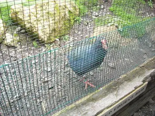 ウィロウバンクにいる保護されるもいまだに絶滅を危惧されている飛べない鳥、タカヘ