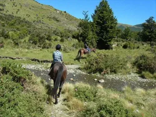大自然の中を駆け巡るニュージーランドのホースライディング