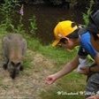 ウィロウバンク動物園でワラビーとたわむれる親子ホームステイの男の子