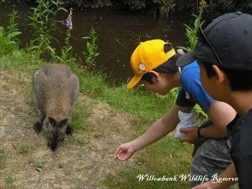 親子ホームステイの男の子が、ウィロウバンク動物公園でワラビーを興味深く見ている様子