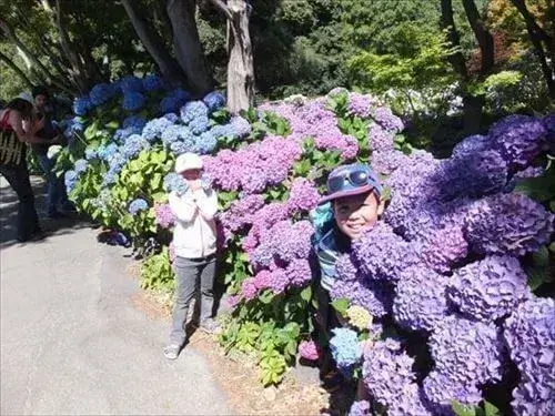 ハグレーパークにある植物園の１月に咲くアジサイ