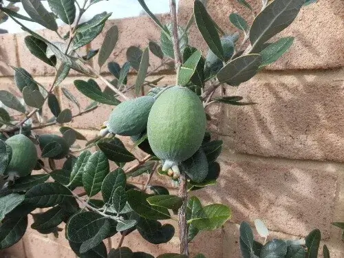 秋に収穫できる庭の甘酸っぱいフルーツフィジョア