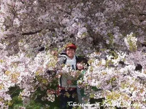 しだれ桜が満開の10月、ハグレーパーク植物園で遊ぶ子供たちの風景