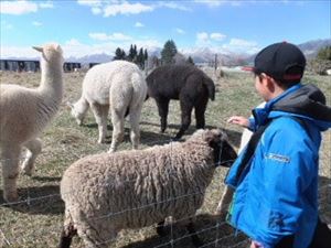 ニュージーランドのアルパカや羊たち