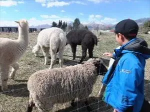 ニュージーランドで有名な1匹のヒツジと白と黒の3匹のアルパカ、そして青いジャケットを着た男の子