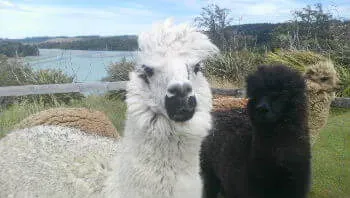 黒、白、茶色のアルパカたち 黒、白、茶色のアルパカたち