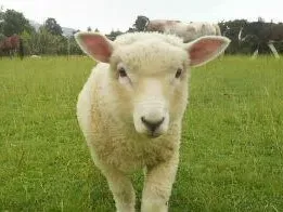 カメラ目線の白いふわふわした子羊