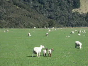 広い草原に親子ずれもたくさんいる羊たち