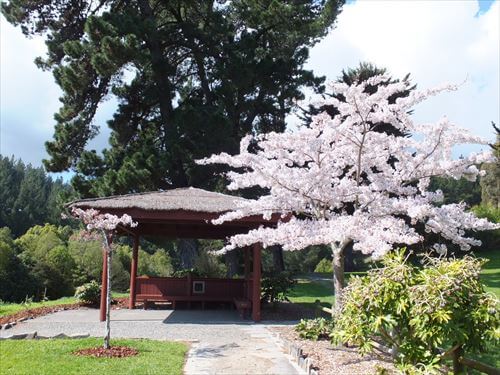 9月春、桜が満開になるホーズウェルクエリー内の倉敷ガーデン