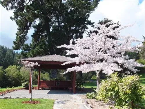 9月春、桜が満開になるホーズウェルクエリー内の倉敷ガーデン