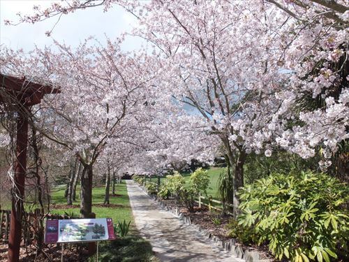 倉敷ガーデン内の9月の桜並木