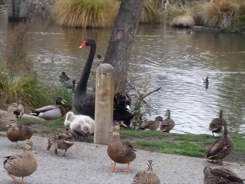 カモ、コクチョウなどの鳥がたくさん生息しているホースシューレイク