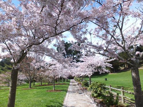 9月に満開になった桜並木