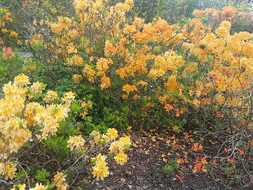 10月 クライストチャーチの植物園の花