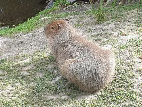 後ろ向きでたたずんでいるようにみえるウィロウバンクにいるカピバラ
