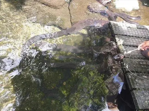 えさに群がるウィロウバンクにいる巨大うなぎ