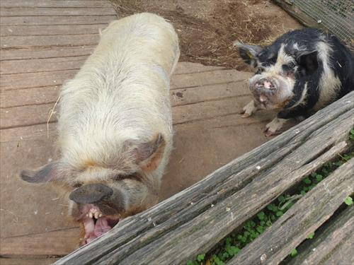 大口開けてえさを欲しがるクネクネピッグ