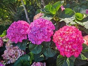 2月夏に咲くあじさいの花