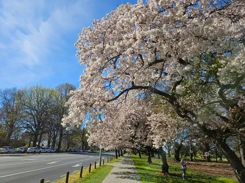 ハグレーパークの桜並木