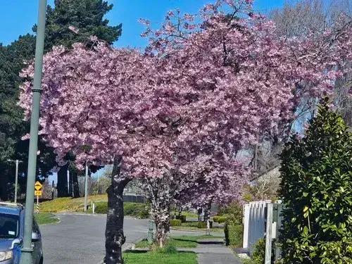 ９月 真ピングに染まる桜の木