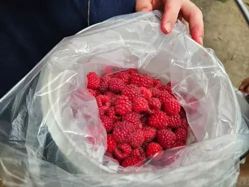 ニュージーランドの夏の風物詩ラズベリーピッキング