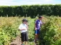 夏の風物詩、甘酸っぱいラズベリーピッキング