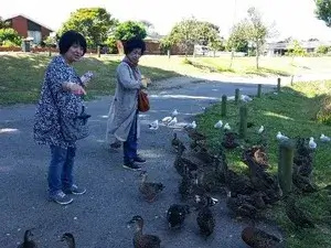 お友達同士でホームステイゲストが沼地に集まる鳥たちにえさやりをしている。